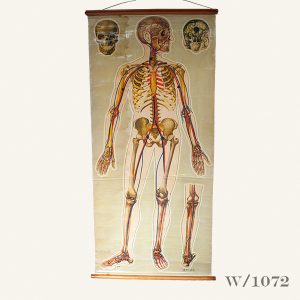 Vintage Human Anatomy Chart