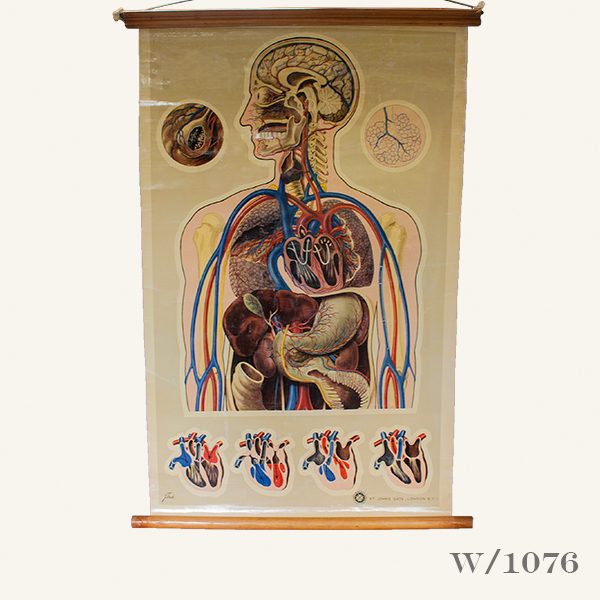 Vintage St Johns Anatomical Chart