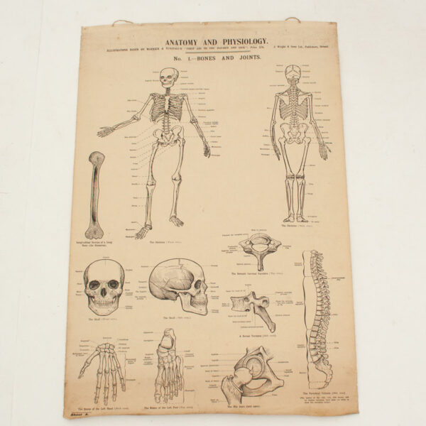 Antique Anatomy & Physiology Wall Chart