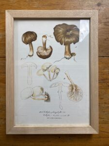 Pair Of Antique Hand Coloured Mushroom Prints Framed