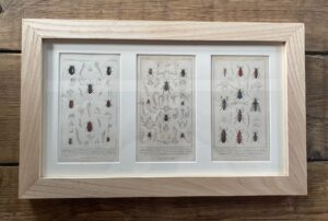 Framed Set Of 3 Antique Hand Coloured Insect Prints